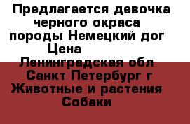 Предлагается девочка черного окраса,  породы Немецкий дог › Цена ­ 20 000 - Ленинградская обл., Санкт-Петербург г. Животные и растения » Собаки   